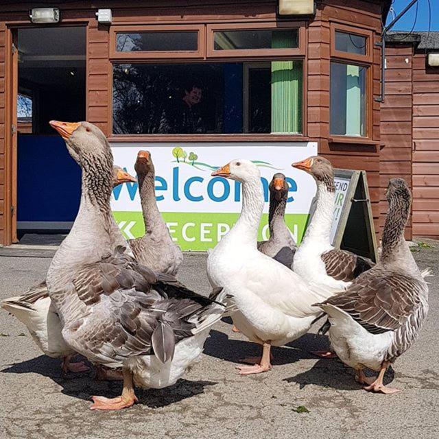 Trevella Holiday Park New Quay Esterno foto